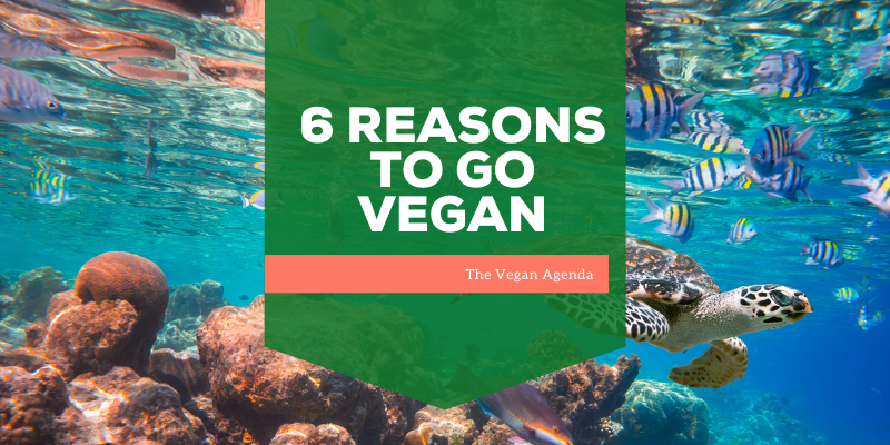 6 Reasons to go Vegan