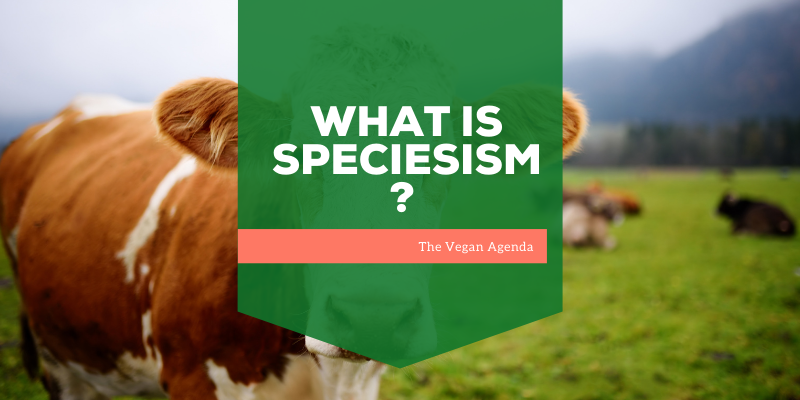 What is Speciesism?