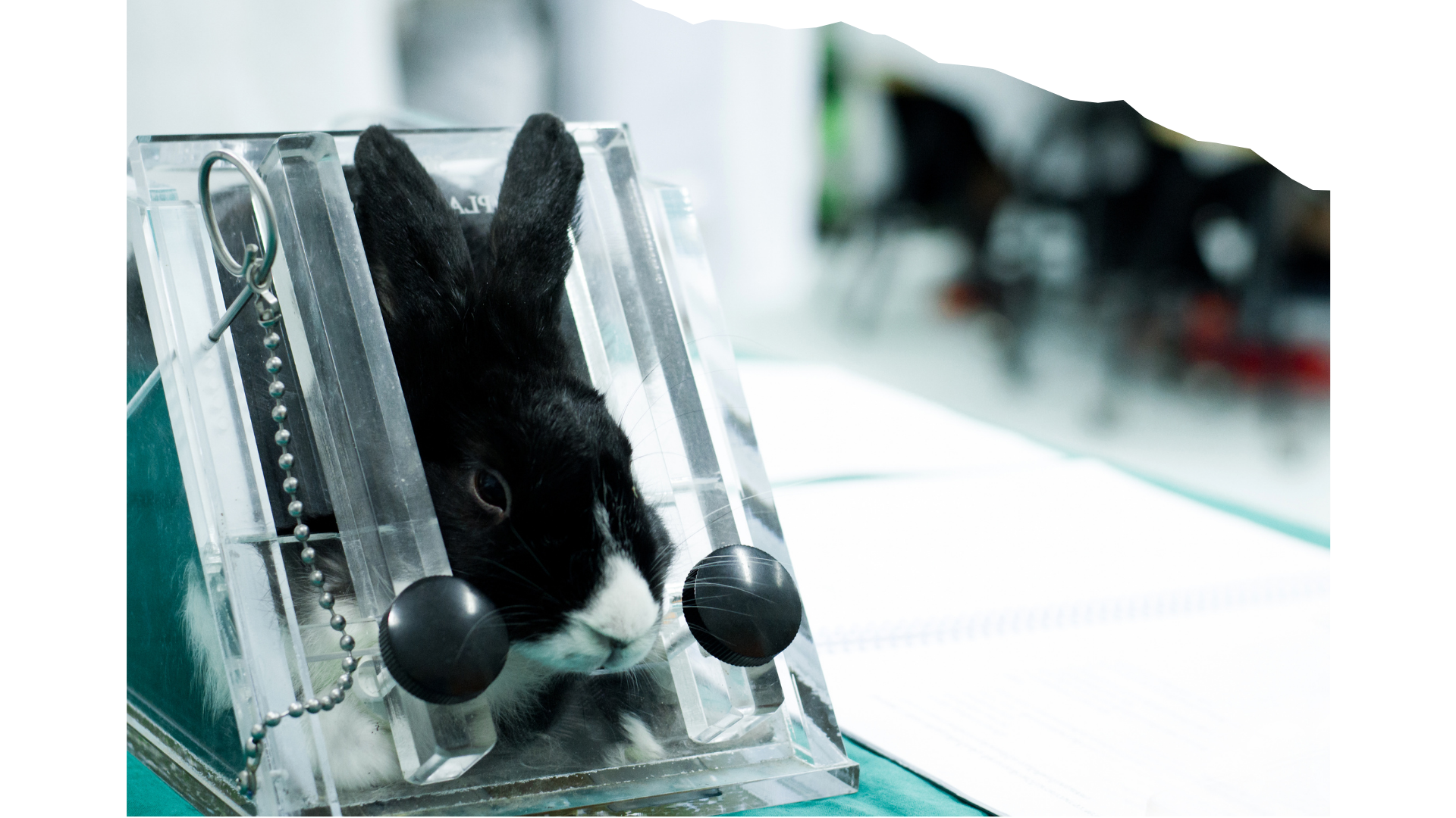 animal testing on a bunny