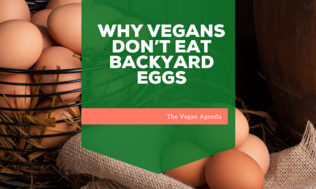 Why Vegans Don’t Eat Backyard Eggs